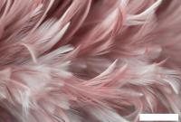 Фотообои Vimala Перья 4 270x400