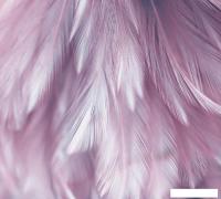 Фотообои Vimala Перья 6 270x300