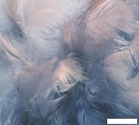 Фотообои Vimala Перья 9 270x300