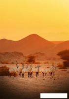 Картина Stamprint Саванна AN018 (100x70)