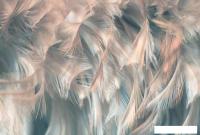 Фотообои Vimala Перья 8 270x400