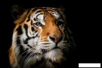 Картина Stamprint Солнечный тигр AN016 (80x120)