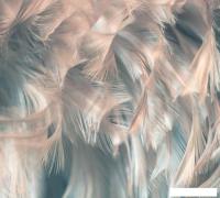 Фотообои Vimala Перья 8 270x300