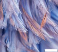 Фотообои Vimala Перья 5 270x300