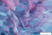 Фотообои Vimala Перья 7 270x400