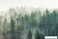 Фотообои Vimala Солнечный лес 4 270x400