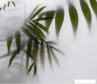 Фотообои Citydecor Цветы и Растения 158 300x260