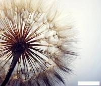 Фотообои Citydecor Цветы и Растения 140 300x260