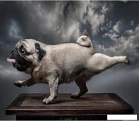 Фотообои Citydecor Животные и Птицы 13 300x260