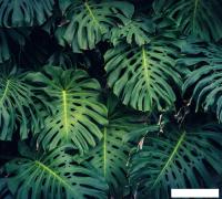 Фотообои Vimala Листья монстеры 270x300