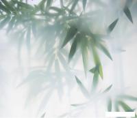 Фотообои Citydecor Цветы и Растения 153 300x260