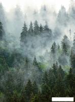 Фотообои Vimala Зеленый лес 270x200