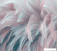 Фотообои Vimala 3D Перья 270x300