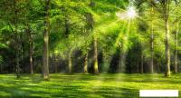 Фотообои ФабрикаФресок Солнечный Зеленый Весенний Лес 1095270 (500x270)