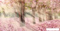 Фотообои Citydecor Сказочная природа 5 500х260