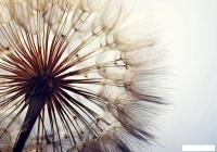 Фотообои Citydecor Цветы и Растения 140 200x140