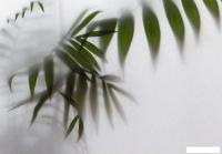 Фотообои Citydecor Цветы и Растения 158 200x140