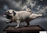 Фотообои Citydecor Животные и Птицы 13 200x140