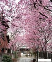 Фотообои Citydecor Природа 102 200x260