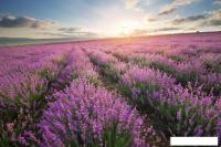 Фотообои Citydecor Лавандовое поле 312x265