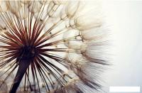 Фотообои Citydecor Цветы и растения 140 400x260