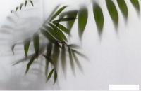 Фотообои Citydecor Цветы и растения 158 400x260