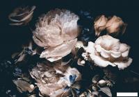 Фотообои Citydecor Цветы и Растения 3 200x140