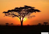 Фотообои Citydecor Природа 94 200x140