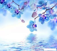 Фотообои Vimala Цветы над водой 270x300