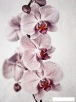 Фотообои Vimala Орхидея 270x200