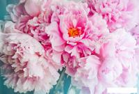 Фотообои Vimala Розовые пионы 270x400