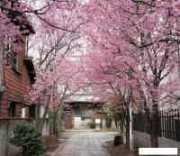 Фотообои Citydecor Природа 102 300x260