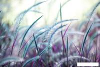 Фотообои Vimala Душистая трава 270x400