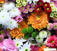 Фотообои ФабрикаФресок Цветочная Оранжерея 1013270 (300x270)