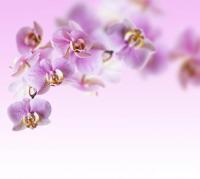 Фотообои Vimala Цветы над водой 3 270x300