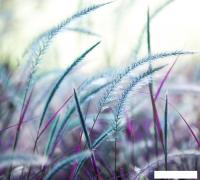 Фотообои Vimala Душистая трава 270x300