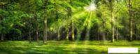 Фотообои ФабрикаФресок Солнечный Зеленый Весенний Лес 1097270 (700x270)