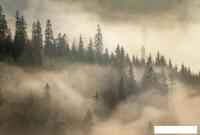 Фотообои Vimala Солнечный лес 3 270x400