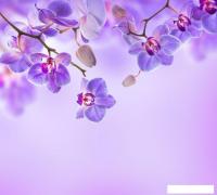 Фотообои Vimala Цветы над водой 2 270x300