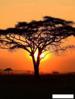 Фотообои Citydecor Природа 94 200x260