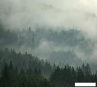 Фотообои Vimala Зеленый лес 8 270x300