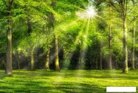 Фотообои ФабрикаФресок Солнечный Зеленый Весенний Лес 1094270 (400x270)