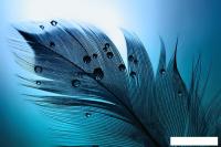 Фотообои Vimala Индиго 270x400