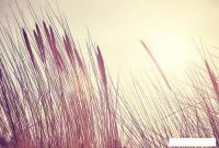 Фотообои Vimala Раннее утро 270x400