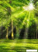 Фотообои ФабрикаФресок Солнечный Зеленый Весенний Лес 1092270 (200x270)