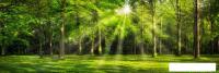 Фотообои ФабрикаФресок Солнечный Зеленый Весенний Лес 1091300 (300x100)
