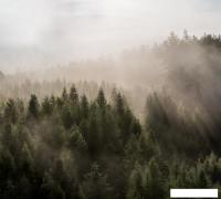 Фотообои Vimala Солнечный лес 5 270x300