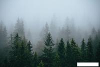 Фотообои Vimala Зеленый лес 7 270x400