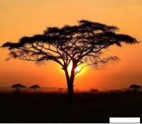 Фотообои Citydecor Природа 94 300x260