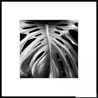 Картина Stamprint Листья 2 BW008 (50x50)